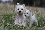WESTIE 428
